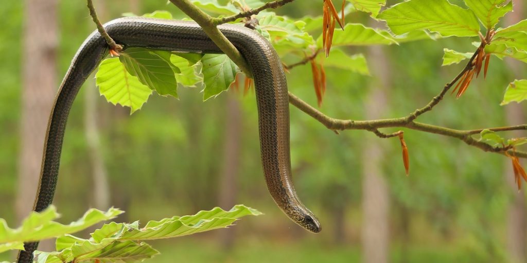 snakes-what-makes-them-slither-biomechanics-in-the-wild