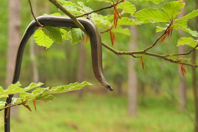 Snake moving from branch to branch.