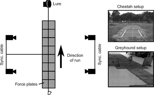 Image showing the experimental setup for measuring force during a run. A force plate is positioned on the ground, with high-speed cameras placed on either side, perpendicular to the direction of the run, to capture detailed motion data.