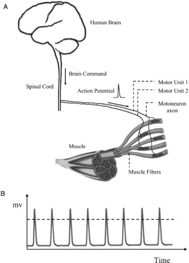 figure A is a  illustration of the human nervous system leading to the muscle  where it points out the brain to the spinal cord with a brain command, then action Potential to the motoneuron axon and finally the muscle. 

Figure B is a graph of voltage in milivolts against time showin how voltage will pass a dotted line when muscles are activated. 