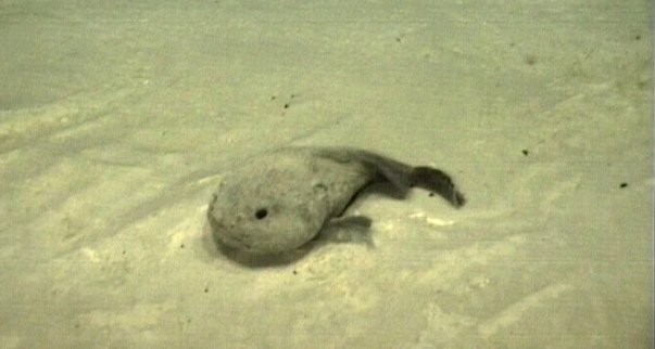 Blobfish in water, showing its normal compressed shape