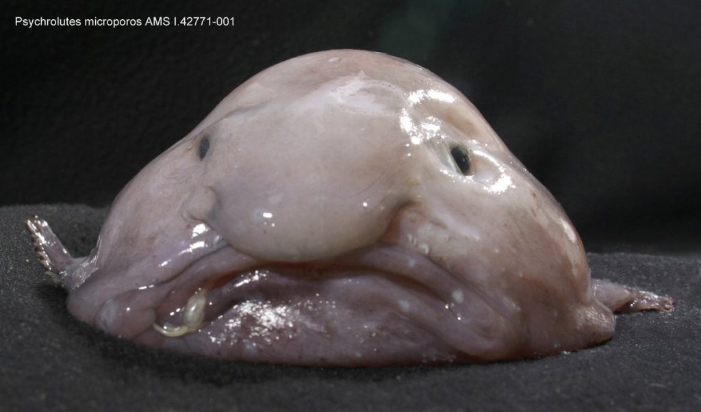 Blobfish out of water, showing jelly-like appearance