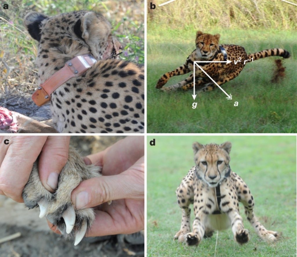 Figure divided into four quadrants illustrating aspects of a cheetah's movement and anatomy. Image A: A cheetah with a collar around its neck, representing a tracking or monitoring device. Image B: A cheetah wearing a collar shown in a pivoting motion with a force diagram indicating forces acting near its center of mass. Image C: Close-up of a cheetah's irretractable claws, highlighting an anatomical feature aiding in traction. Image D: A collared cheetah decelerating from a run, illustrating its movement while slowing down.