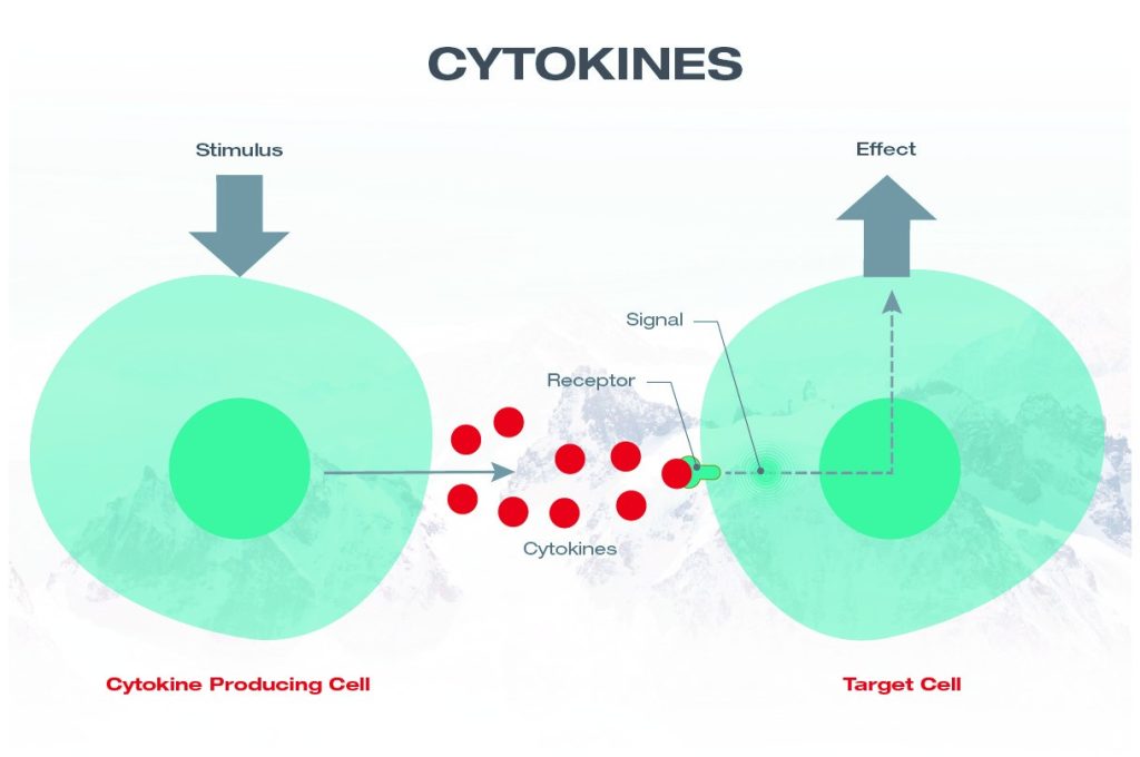 Two cells side to side with one another. Cell on the left is a cytokine producing cell that is producing cytokines. The cell on the right is taking in the cytokines and producing a signal effect from cell communication.