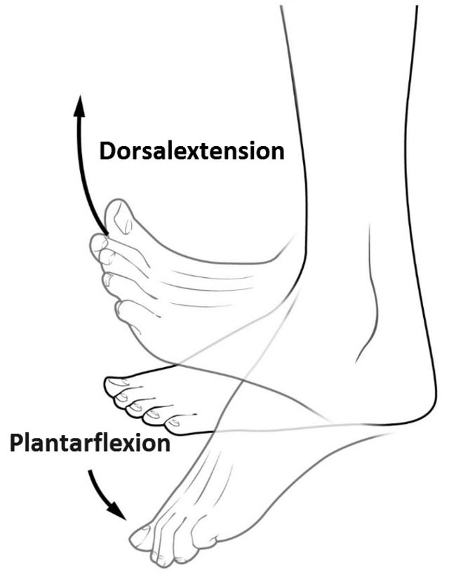 Drawing of foot showing dorsal extension and plantarflexion of ankle with labels. 