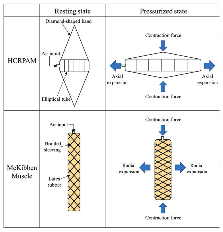 This image compares two artificial muscles in their resting and pressurized states.