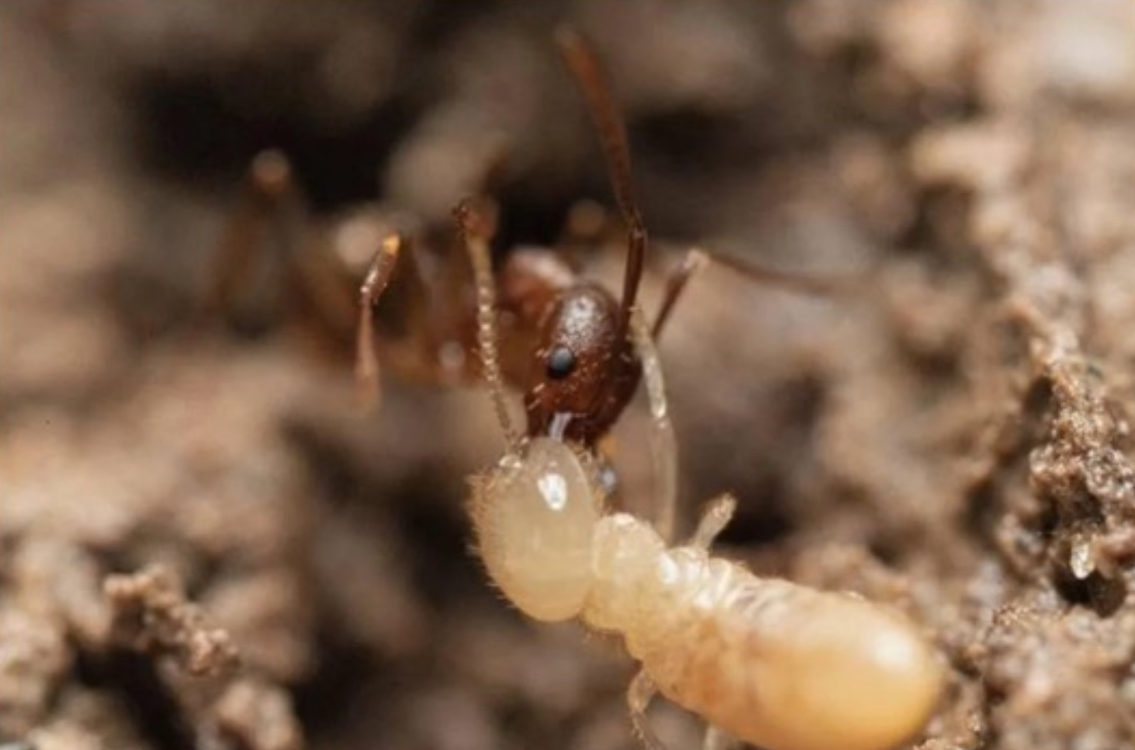 A red ant snapping a termite with its jaws (mandibles).