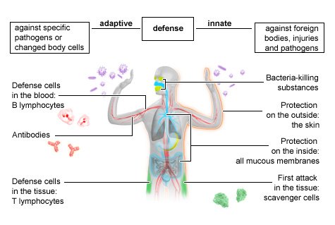 Photo of the human body pointing out the different aspects of the immune system. On the left side is the adaptive immune defense and some examples. On the right side is the innate immune defense and some examples.