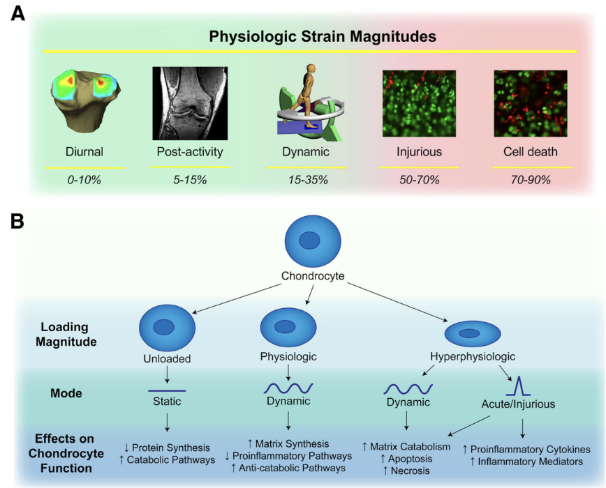 A schematic with title ‘Physiologic Strain magnitudes’ with five rows. In the first row there are five images: the first one is labeled “diurnal” and shows a bone with a color map of magnitudes, the second one is a scan of a human joint labeled ‘Post-activity’, the third one is a drawn dummy with movement arrows labeled ‘dynamic’, next one is an image with majority of green dots as live cells with some red dots as dead cells labeled ‘injurious’, with the last one with more red dots labeled ‘cell death’. The rest of the schematic show a circle representing a cell being squished to different levels. Then there are filaments that have curves: the one with no curves is labeled ‘static’, a bit more curved is ‘dynamic’, and the one with a spiky curve is ‘injurious’. Finally, the last row includes biological processes names pointed by arrows connecting these processes to the filaments.