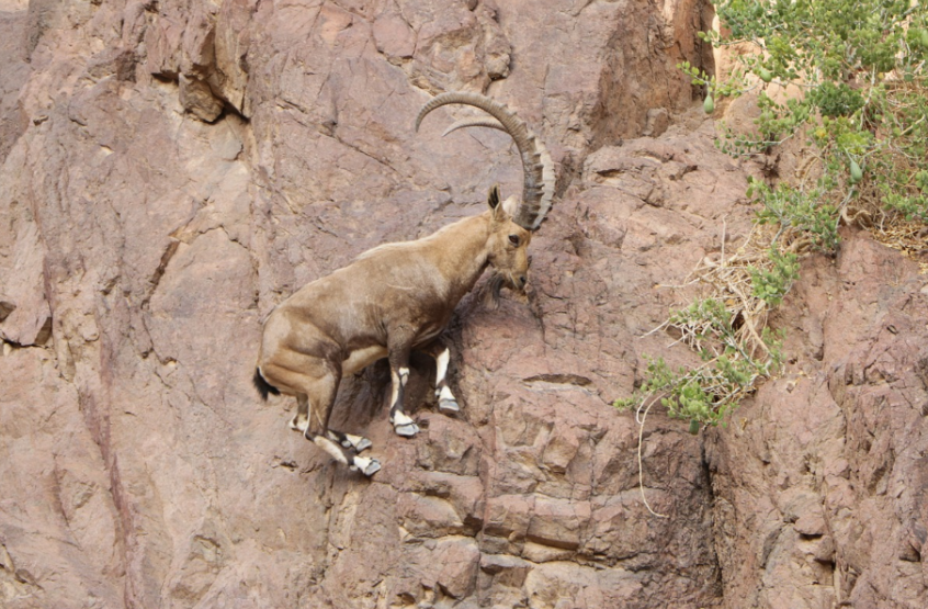 A goat balancing on the side of a mountain