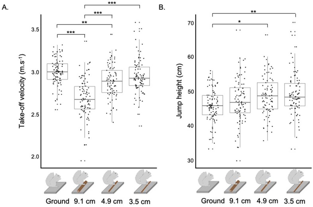 Two plots showing data from a study on squirrel jumping performance. One plot shows take-off velocity vs substrate diameter. The data shows the lowest take-off velocity occurring on the largest diameter substrate and the highest take-off velocity occurring on the smallest diameter substrate. The second plot shows the jump height vs the substrate size. The data shows an increase of jump size with a decrease in substrate diameter.