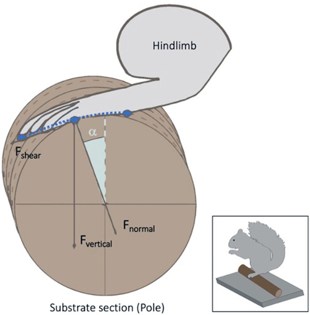 Graphic of a squirrel foot and hindlimb on top of a substrate. A shear force, vertical force, and normal force are drawn in their respective positions. A small graphic of a squirrel standing on a substrate is displayed in the bottom right.