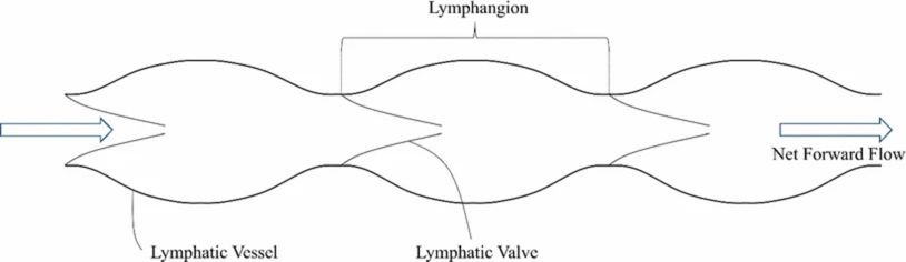 2 lines with 3 bumps that form almost 3 sections connected with each other to make 3 connected lymphangions. Each section is separated by V flaps known as lymphatic valve. Arrows directing the flow moves from one side to other side with larger diameter of v to point of V for flow direction.