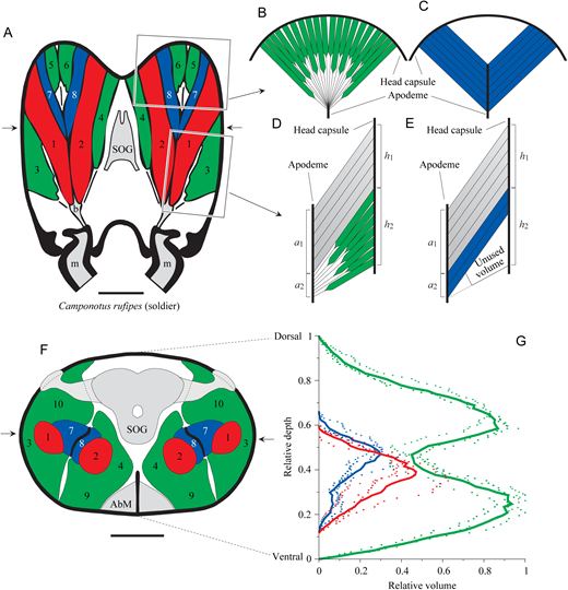 A chart with multiple drawing views showing mandible muscle fiber organization in Camponotus rufipes soldiers.