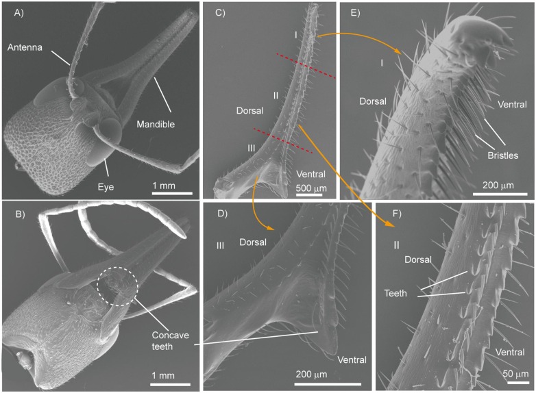 Scanned electron microscopy images reveal detailed dorsal and ventral views of ant mandibles, divided into three structural sections.