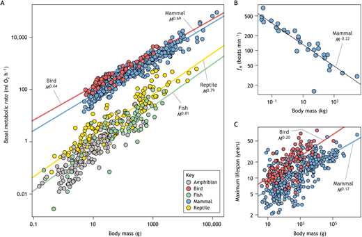 A chart showing how body size influences metabolic rate, heart rate, and lifespan, with larger animals having slower heart rates and longer lifespans.