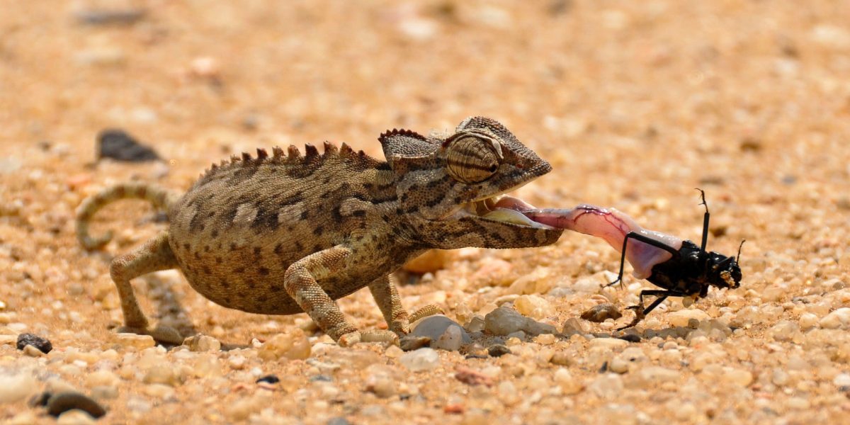 How Do Chameleons Catch Food with Their Tongues?