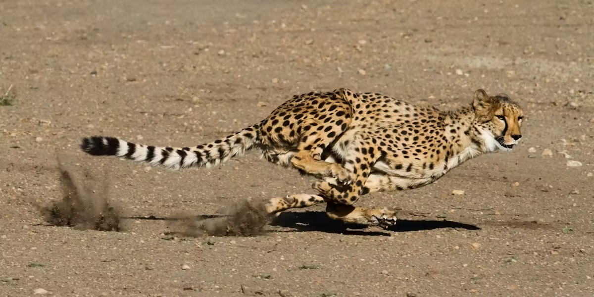 The Biomechanical Blueprint: How Cheetahs’ Bodies Are Engineered for Speed