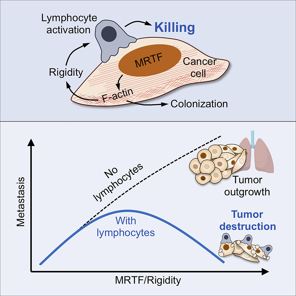 An image of an immune cell killing a cancer cell on top of a graph showing how metastasis decreases as cell rigidity increases. 