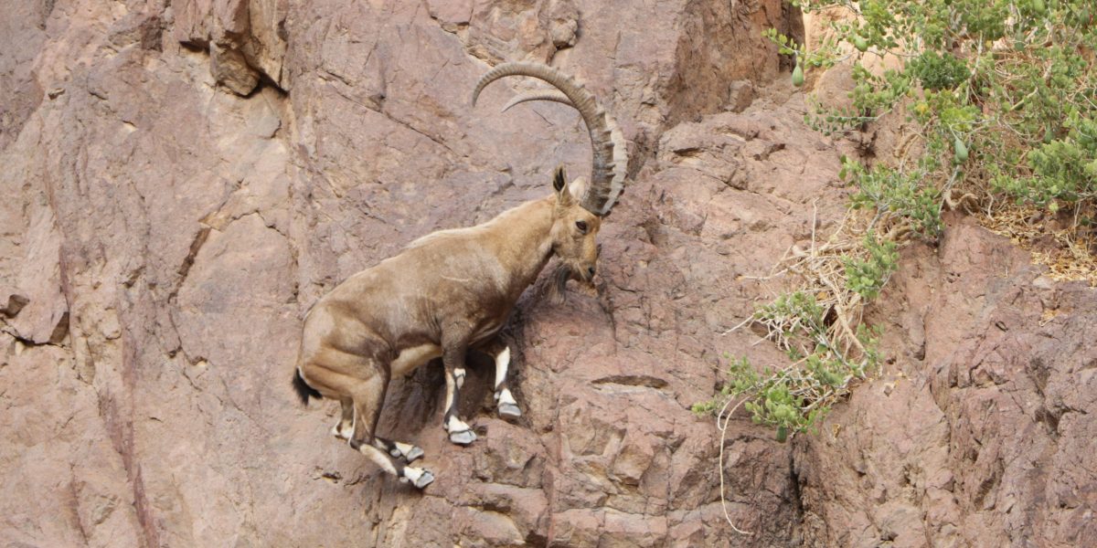 goat perched sideways on the side of a steep mountain