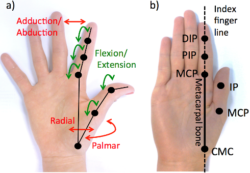 Thumb of a real hand with the marks of all joints and their motion. 