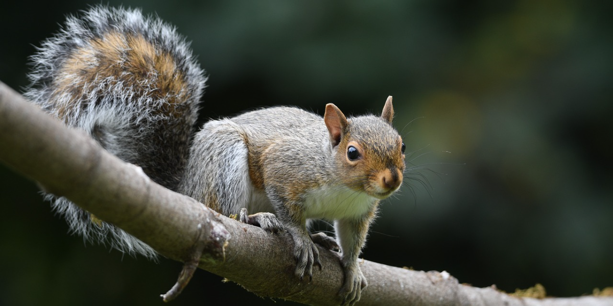 A squirrel perched on a tree branch.