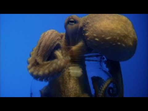 Octopus grasping a jar, in order to feel around it and open it
