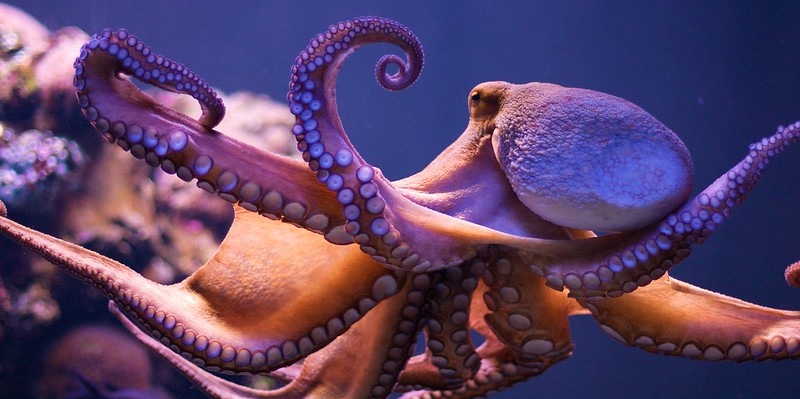 Aliens of the Ocean – How Can an Octopus Manipulate its Body So Well?