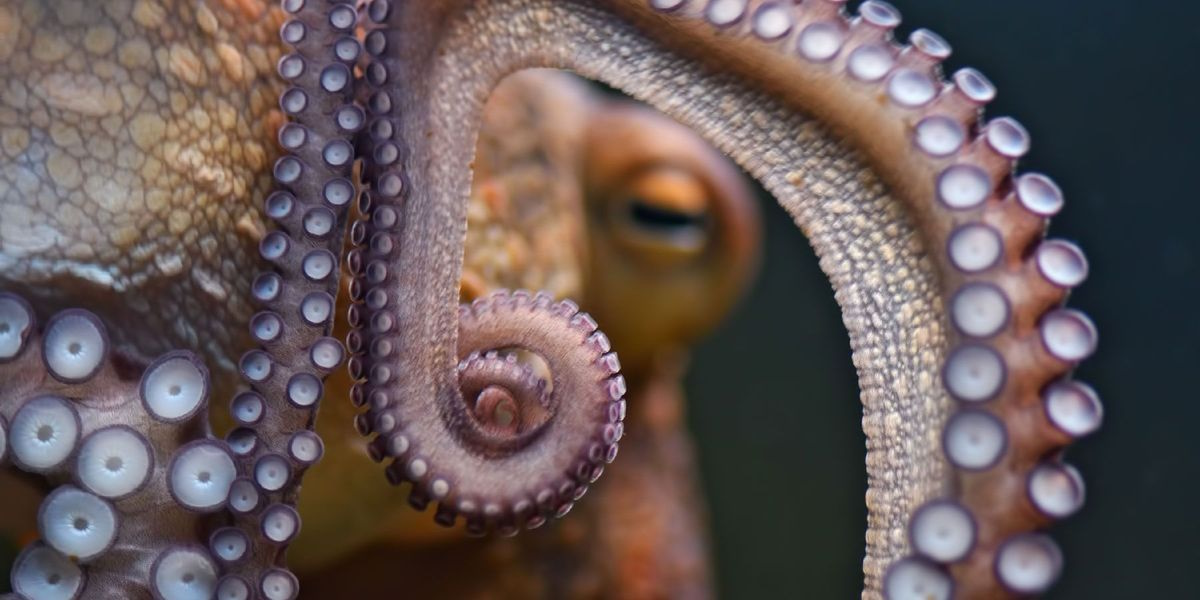 The Extraordinary Grip of Octopus Arms: How Soft-Bodied Creatures Master Precision and Power