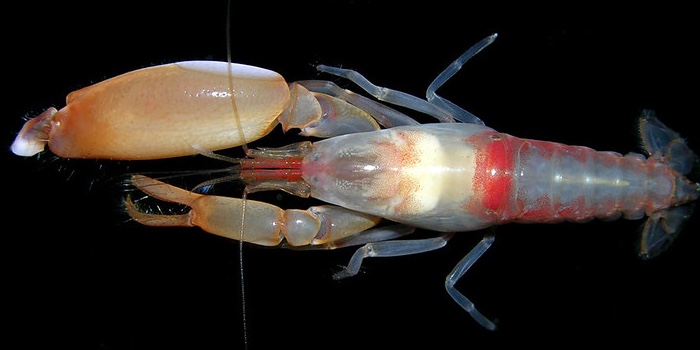 Nature’s Second Amendment Right: The Functional Analysis of the Pistol Shrimp Claw