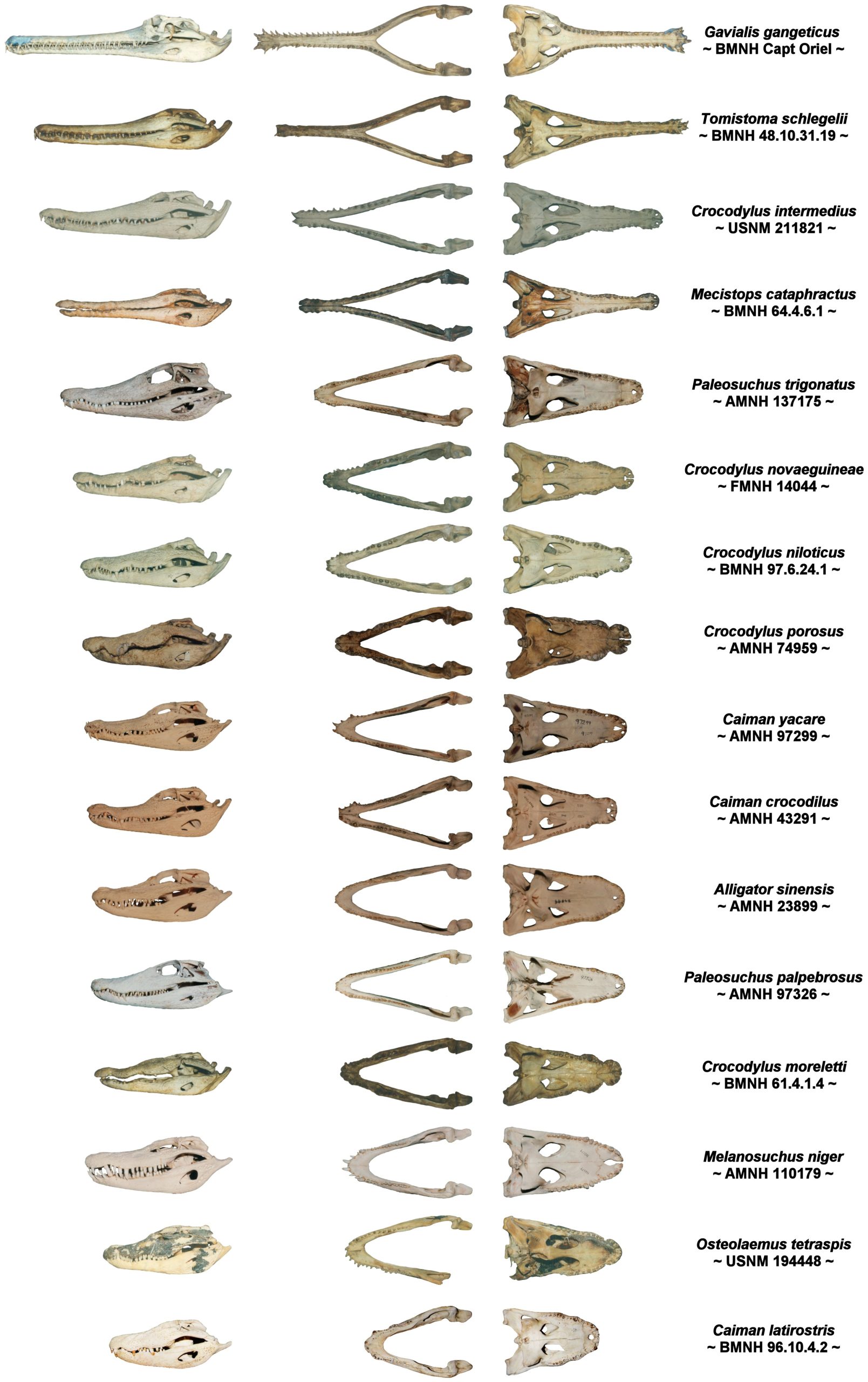 Colossal Predators: What does a Crocodile’s Bite Force and Jaw Shape ...