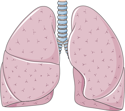 Pair of healthy pink lungs attached to the trachea. 