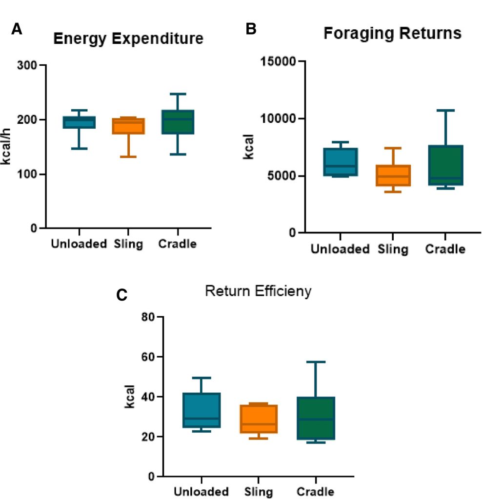 Figure demonstrating the energy expenditure, foraging returns, and return efficiency of different carrying technologies. 
