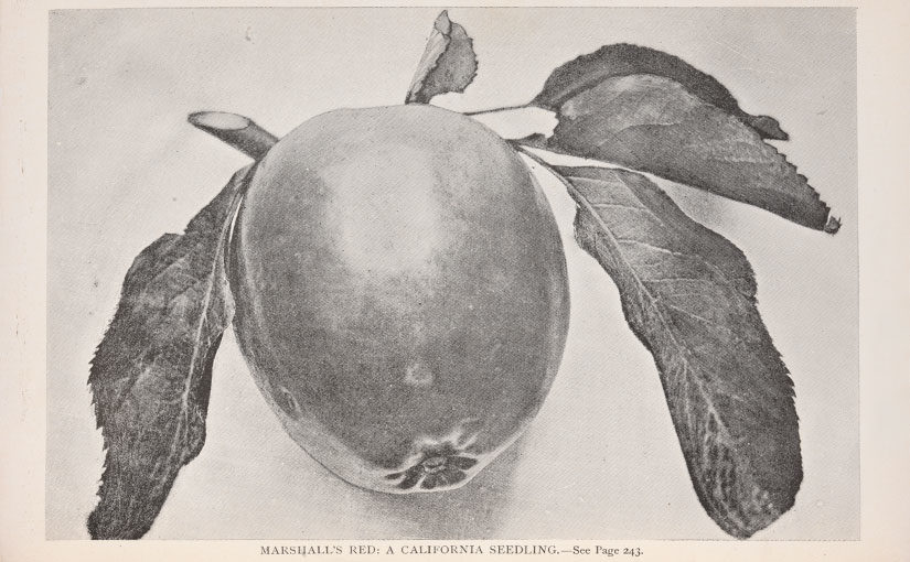 Fall, Fruit, and American History in Edward Lee Greene’s Library