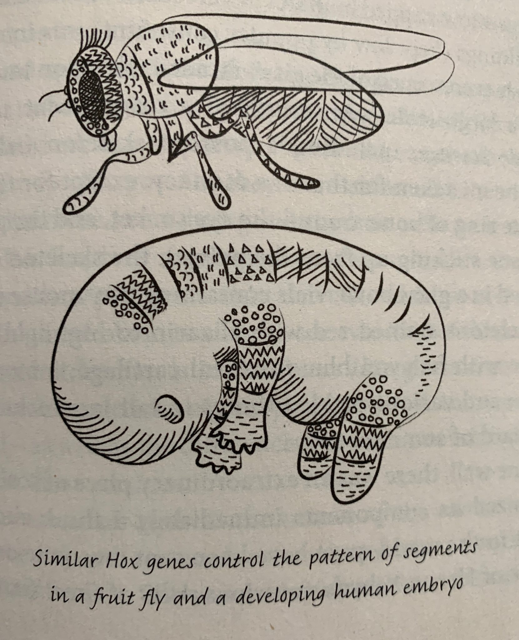 Chapter 5: Spines and Segments – The Incredible Unlikeliness of Being ...