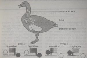 Gas-exchange in birds